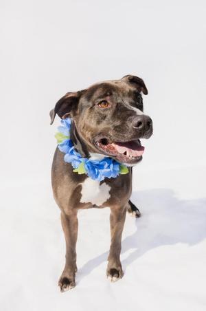 A brown and white pit bull type dog wearing a blue and green lei around its neck, standing against a white background.