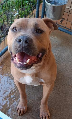 CHUNK, Bull Terrier, adult, available for adoption
