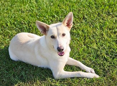 CASPER, German Shepherd Dog, young, available for adoption