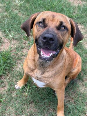 A brown dog with a black nose and floppy ears is sitting on grass, looking up with its mouth open and tongue out.