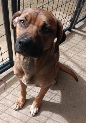 CUPCAKE, Hound, young, available for adoption