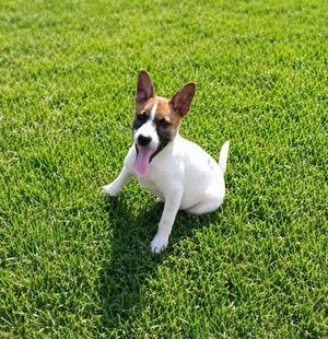 JACK, Jack Russell Terrier, puppy, available for adoption