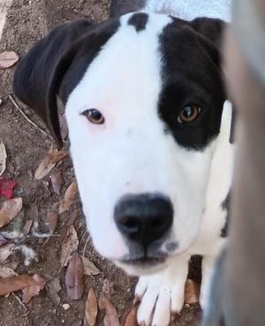 NOVA, Pointer, puppy, available for adoption