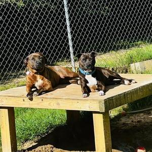 LUCY, American Bulldog / Hound, young, available for adoption