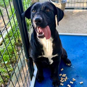 LITTLE LADY, Labrador Retriever, young, available for adoption