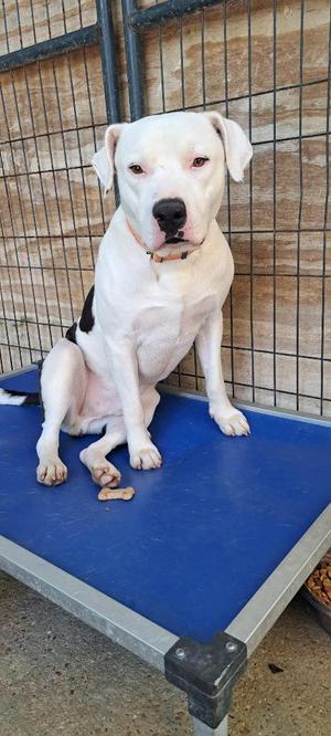 SUMO, American Bulldog, adult, available for adoption