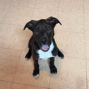 SCOOT, Labrador Retriever, puppy, available for adoption
