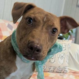 Elodie, Terrier, young, available for adoption