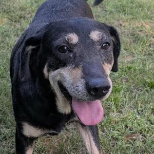 A black and tan dog with a pink tongue sticking out, standing on grass.