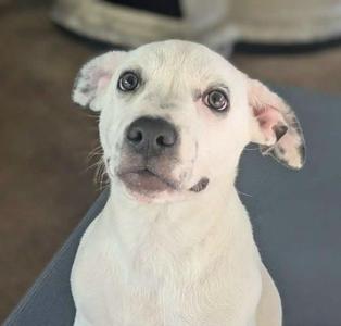 Boss Baby, Terrier / Bulldog, puppy, available for adoption