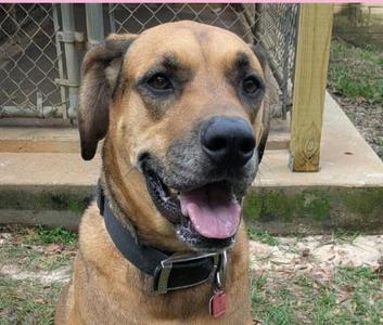Sunny, Great Dane, adult, available for adoption