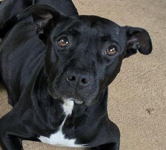 'Resa, Pit Bull Terrier / Labrador Retriever, young, available for adoption