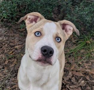Jazzy, Labrador Retriever / Terrier, young, available for adoption