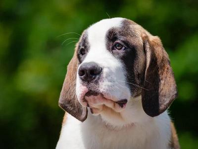 Clara, Saint Bernard, puppy, available for adoption