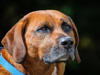 Moose, Coonhound, adult, available for adoption