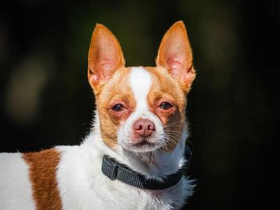 Baxter, Chihuahua, adult, available for adoption