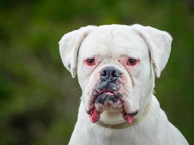 Thor, Boxer, adult, available for adoption