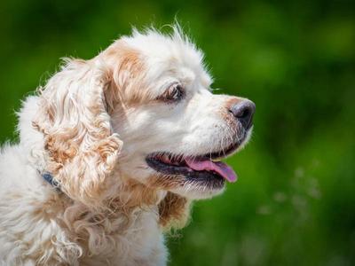 Dusty, Cocker Spaniel, senior, available for adoption