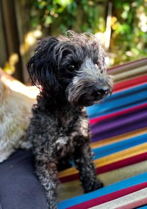 Fiona, Miniature Poodle, adult, available for adoption