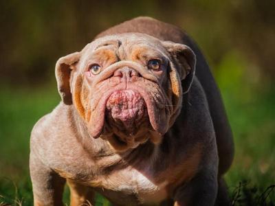 Francesca, English Bulldog, young, available for adoption