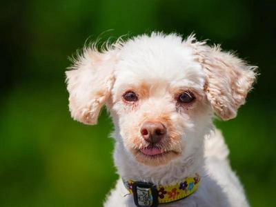 Franklin, Miniature Poodle, senior, available for adoption