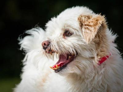 Louis, Lhasa Apso, adult, available for adoption