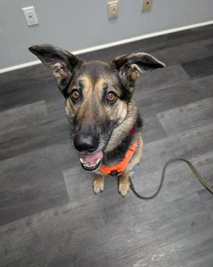 A German Shepherd dog wearing an orange harness, looking up at the camera with its mouth open and tongue out, standing on a gray wooden floor.