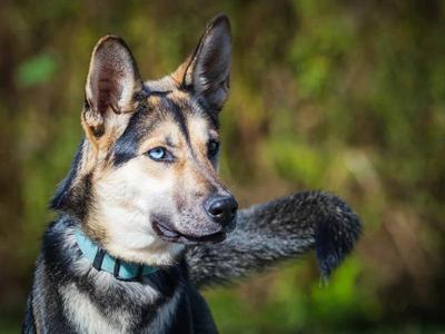 Kira, German Shepherd Dog / Husky, puppy, available for adoption