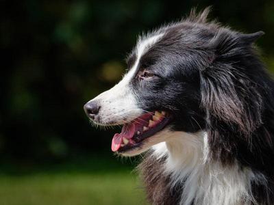 Tina, Border Collie, adult, available for adoption