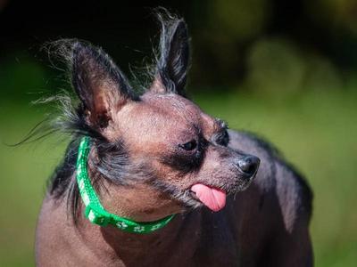 Picasso, Chinese Crested Dog, senior, available for adoption