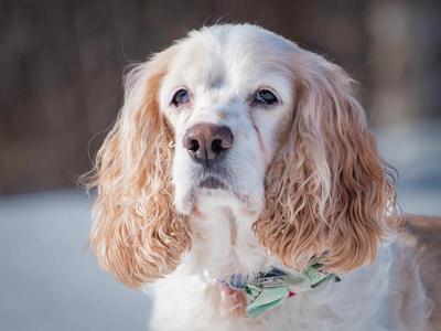 A close-up of a dog with long, wavy, light brown and white fur, wearing a green bow tie.