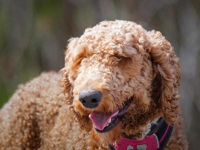 Flint, Standard Poodle, adult, available for adoption