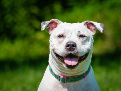 Precious, Pit Bull Terrier, adult, available for adoption