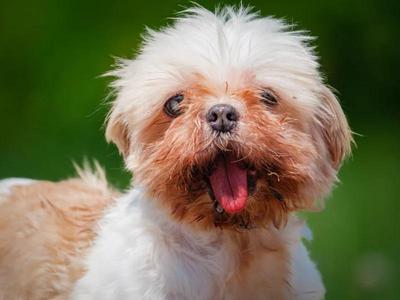 Jilly, Shih Tzu, senior, available for adoption