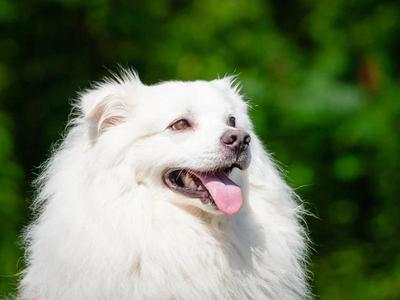 Kemo Sabe, American Eskimo Dog, young, available for adoption