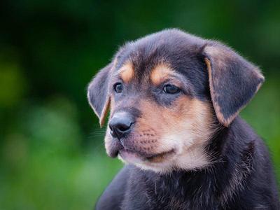Jasper, Labrador Retriever, puppy, available for adoption