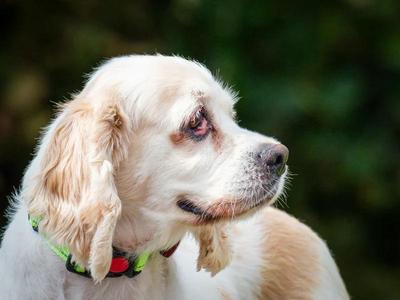Molly, Cocker Spaniel, adult, available for adoption
