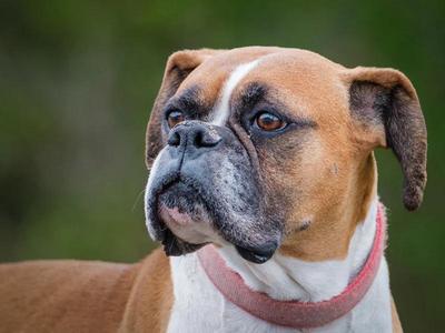 Prism, Boxer, adult, available for adoption