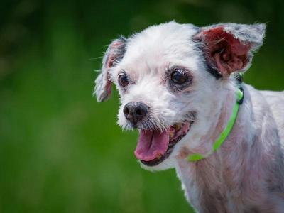 Maggie, Bichon Frise, senior, available for adoption