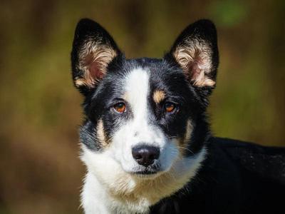 Billie, Corgi, young, available for adoption