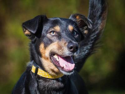 Peppa, German Shepherd Dog, young, available for adoption