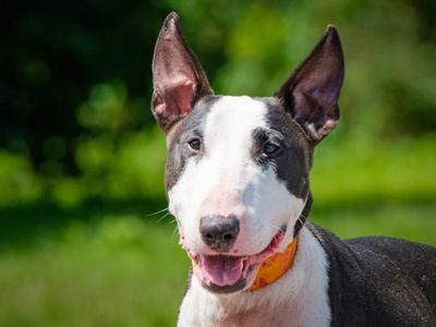 Buzzer, Bull Terrier, adult, available for adoption