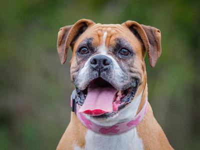 Koda, Boxer, adult, available for adoption