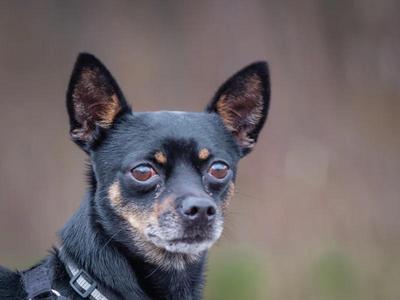 Gucci, Miniature Pinscher / Chihuahua, adult, available for adoption