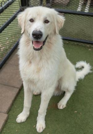 A white dog sitting on a green surface, with its mouth open and tongue out, looking happy. The dog has long fur and is positioned in front of a black fence.