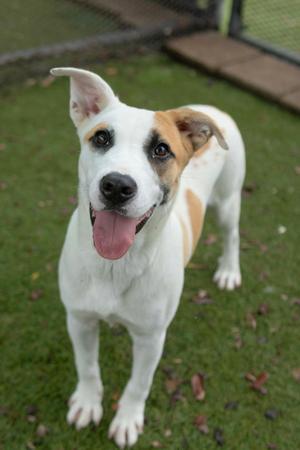 Goofadoodle, American Pit Bull Terrier Mix, young, available for adoption