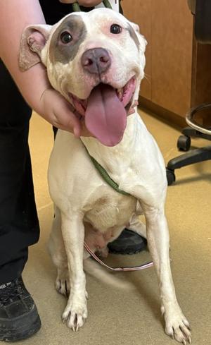 Floodlight, Pit Bull Terrier Mix, adult, available for adoption