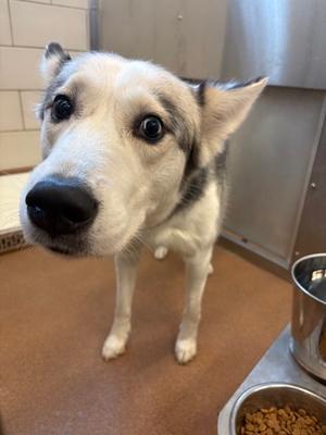 Mystie, Alaskan Husky Mix, adult, available for adoption