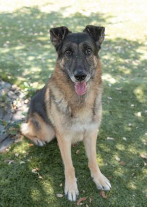 A German Shepherd dog sitting on grass with its tongue out, looking at the camera.