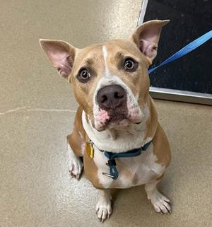 Mercedes, Pit Bull Terrier Mix, adult, available for adoption